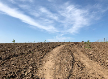 Ореховый сад в Киевской области